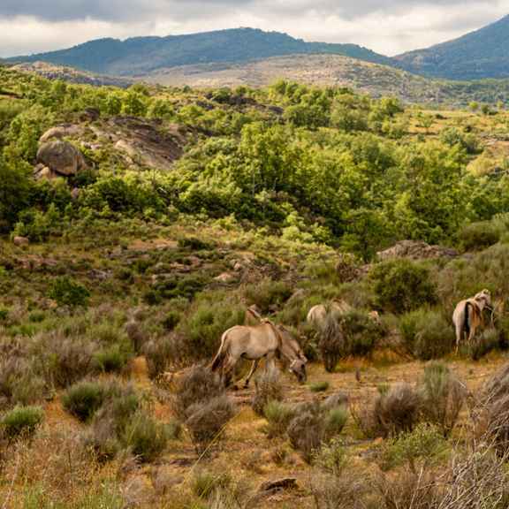 The Greater Côa Valley in Portugal.