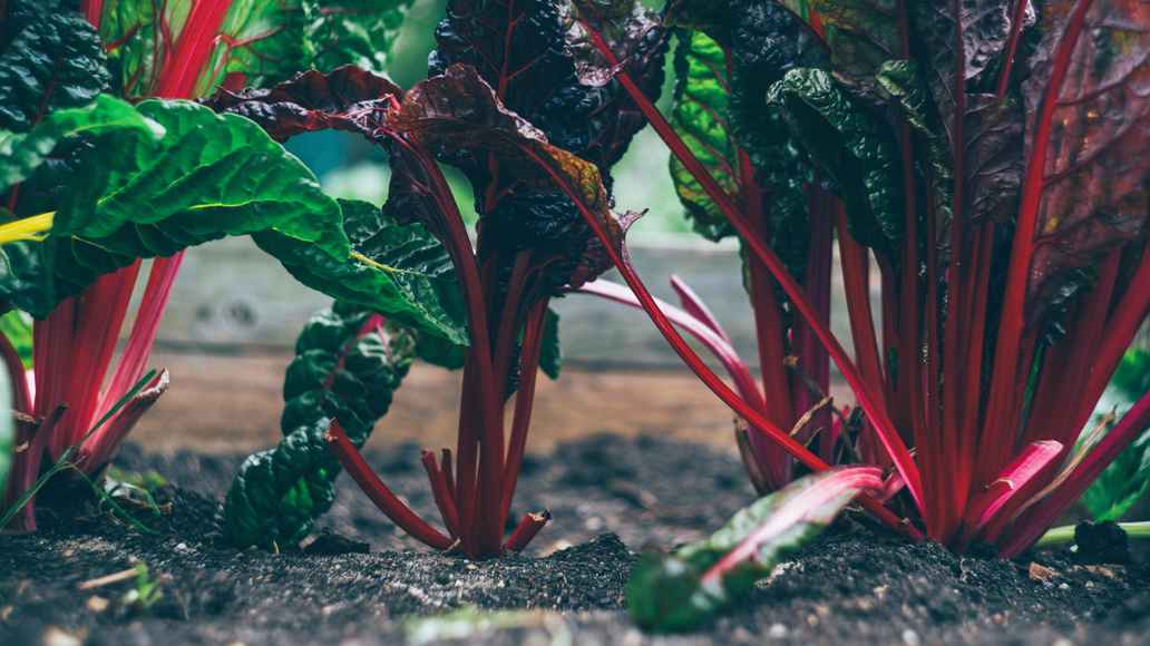 Planted beetroots in a healthy soil.