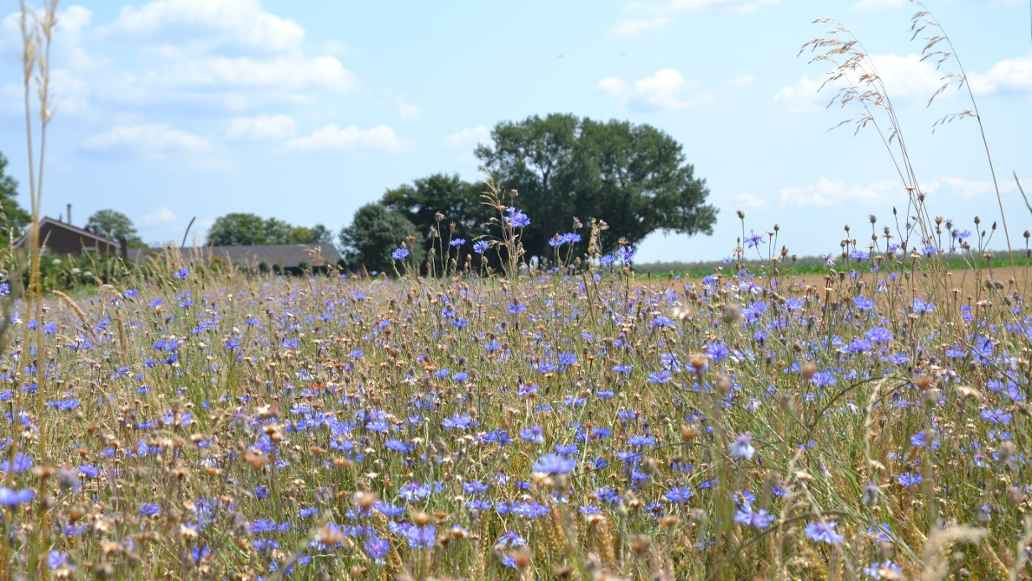 Farm field filled with purple wild flowers.