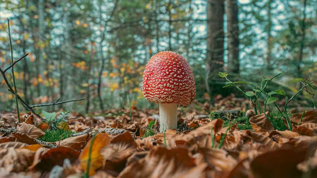 A red mushroom with white dots is covered by autumn leaves in a forest.