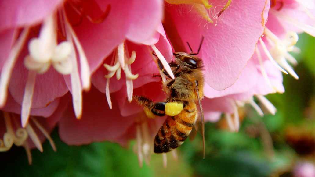 Bee is getting nectar from a pink flower.