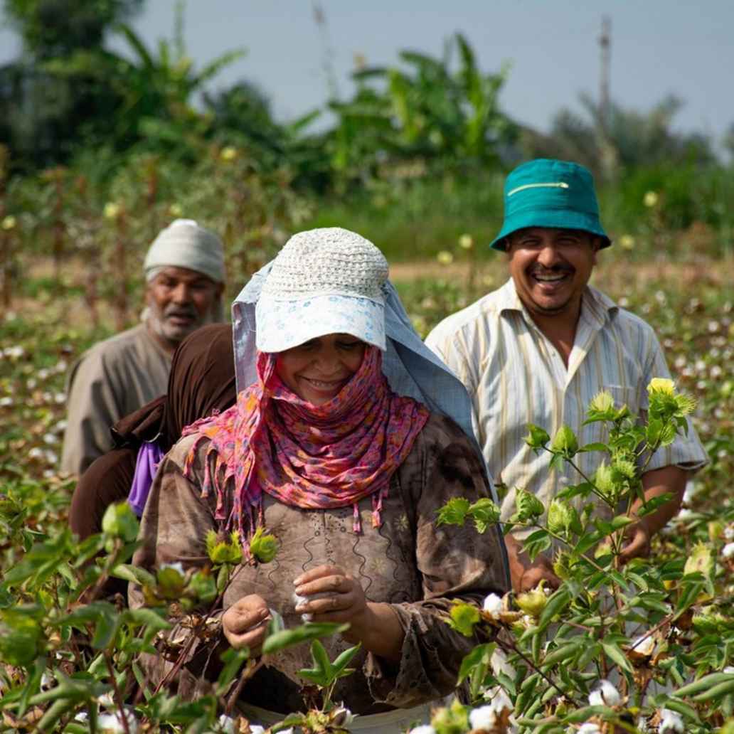 Harvesting Demeter-certified cotton at SEKEM.