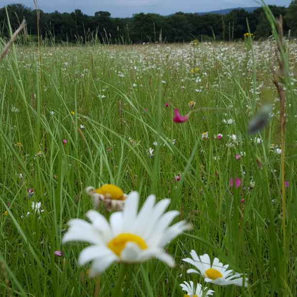 Triodos Bank: EU nature restoration law crucial tool to tackle climate and biodiversity crisis