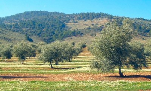 Aceite y Energía Salfharat